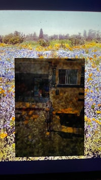 an image of a school bus in a field of flowers