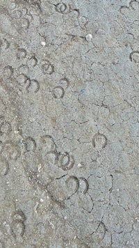 a picture of a cracked ground with a lot of circles on it
